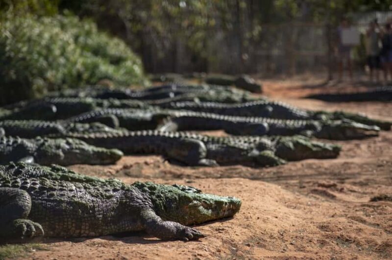 Broome: Matso's Brewery, Museum & Crocodile Park Combo Tour - Who Is This Tour Best For?