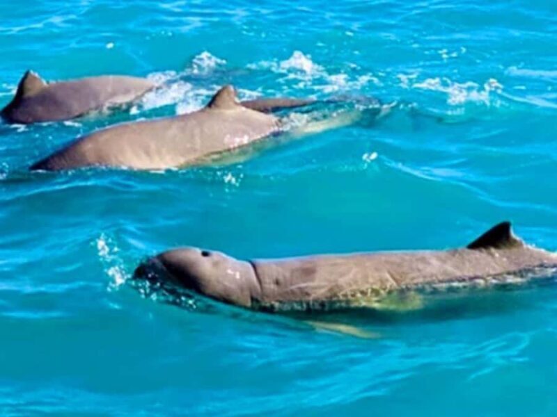 BROOME: SCENIC & PREHISTORIC CRUISE- Wine & Gourmet Platters - Our take on this tour