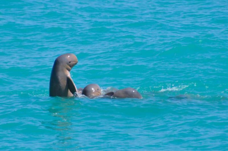 Broome: Snubfin Dolphin Cruises - Key Points