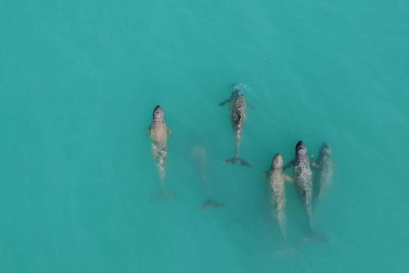 Broome: Snubfin Dolphin Cruises - A Practical Look at the Broome Snubfin Dolphin Cruise