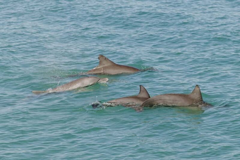 Broome: Snubfin Dolphin Cruises - FAQ