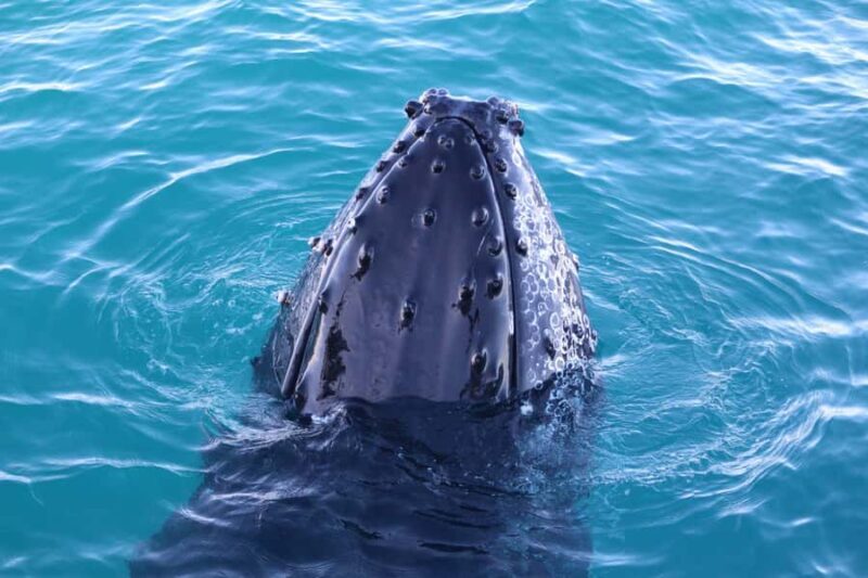 Broome Sunset & Whale Watching Cruise - Key Points