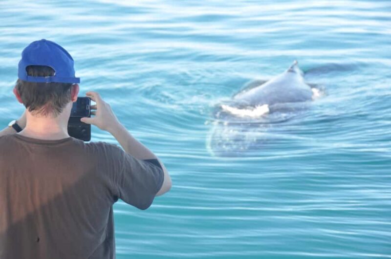 Broome: Whale Watching & Sunset Cruise - Key Points