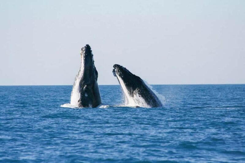 Broome: Whale Watching & Sunset Cruise - A Closer Look at the Experience