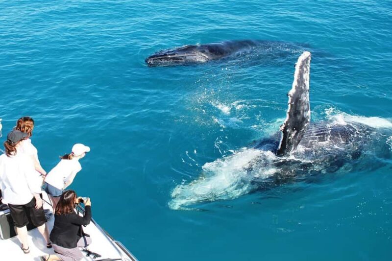Broome: Whale Watching & Sunset Cruise - What to Expect and Tips for Travelers