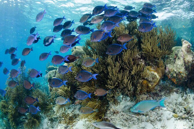 Brunch & Snorkel Catamaran Tour - Frequently Asked Questions