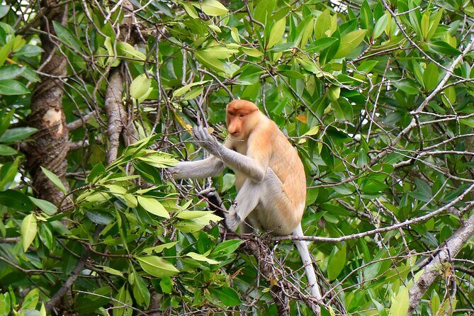 Brunei Mangrove River Safari - What to Expect from the Brunei Mangrove River Safari