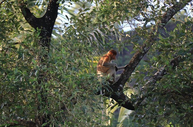 Brunei Mangrove River Safari - Frequently Asked Questions