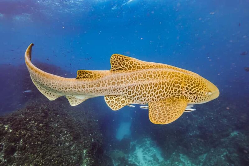 Brunswick Heads: Snorkelling in Byron Bay - Key Points