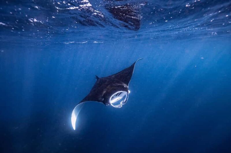 Brunswick Heads: Snorkelling in Byron Bay - Who Will Love This Tour?