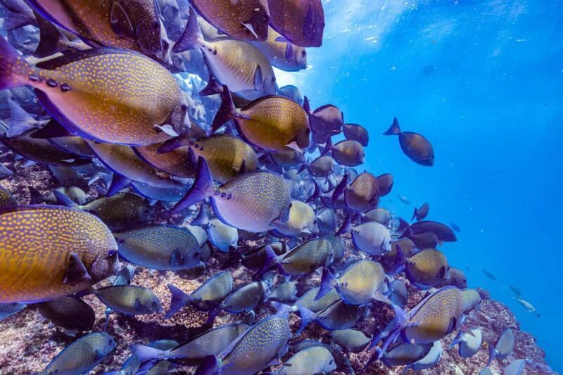 Brunswick Heads: Snorkelling in Byron Bay - FAQs