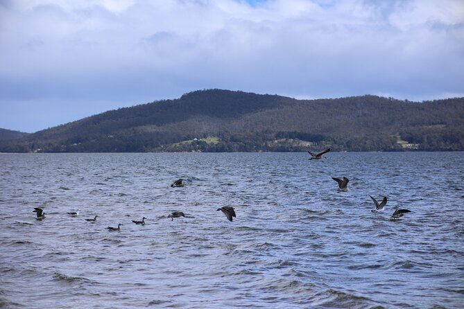 Bruny Island Small-Group Guided Tour From Hobart - The Sum Up: Who Will Love This Tour?