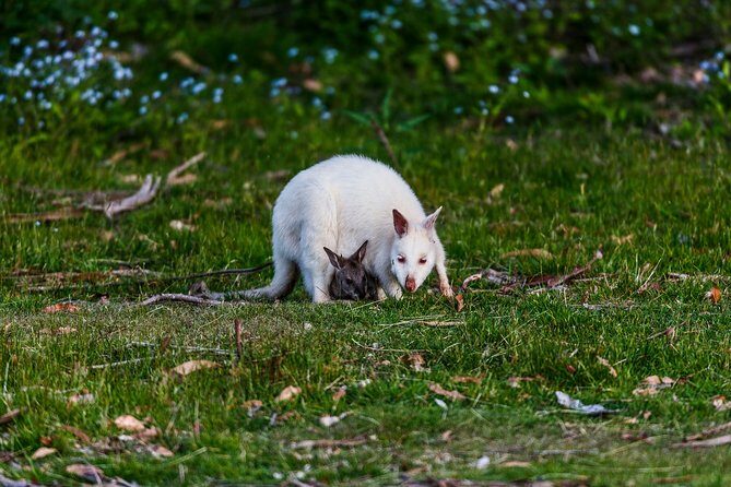 Bruny Island Traveller - Gourmet Tasting and Sightseeing Day Trip from Hobart - Who Should Consider This Tour?