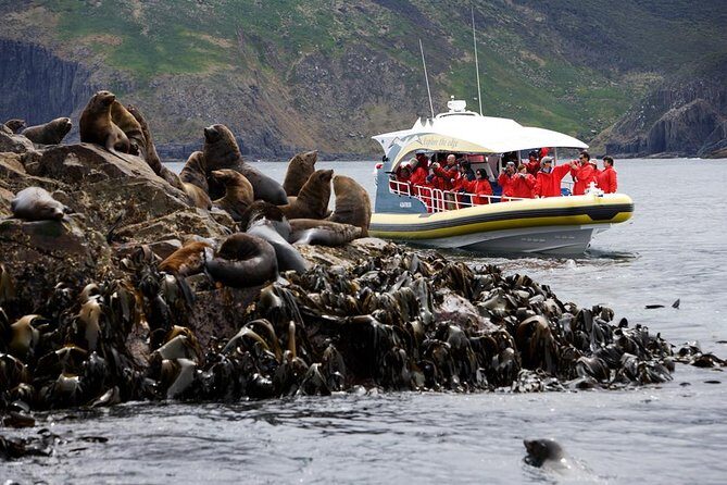 Bruny Island Wilderness Cruise from Adventure Bay, Bruny Island - Key Points