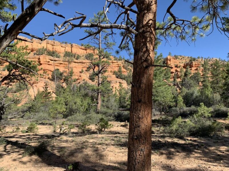 Bryce Canyon City: Horseback Riding Tour in Red Canyon - An Authentic Horseback Ride Through Red Canyon