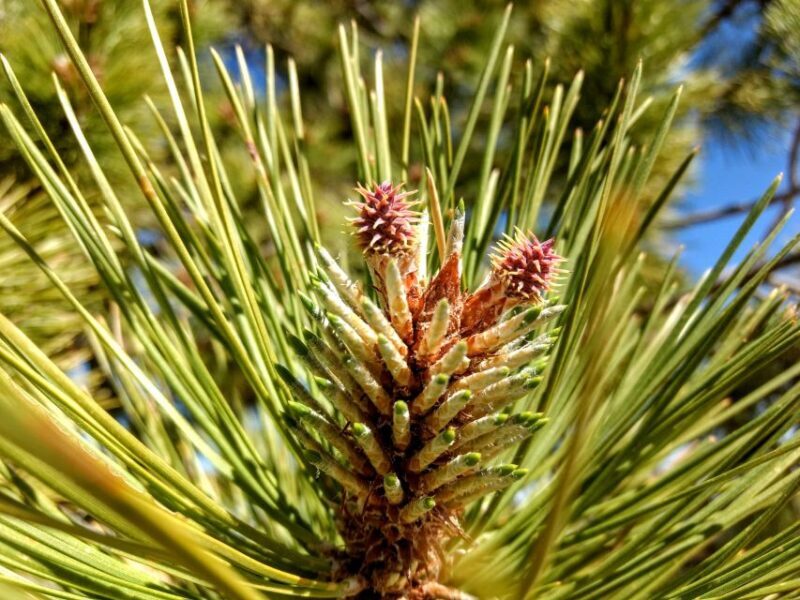 Bryce: Guided Sightseeing Tour of Bryce Canyon National Park - Authentic Experiences from Reviewers