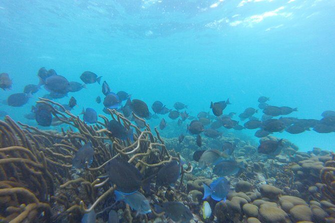 Buccoo Reef and Nylon Pool Adventure - Authentic Traveler Perspectives