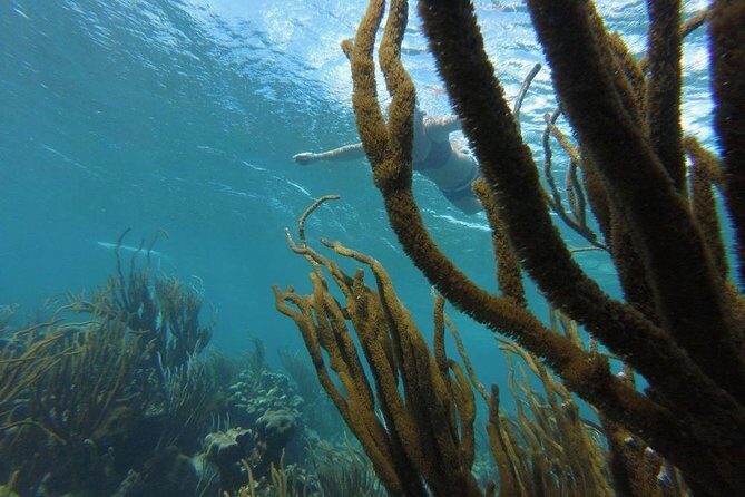 Buccoo Reef and Nylon Pool Adventure - FAQ