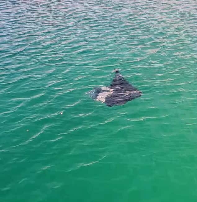 Buccoo Reef Nylon Pool Tour - Captain Phillips - What’s Included and How to Make the Most of It