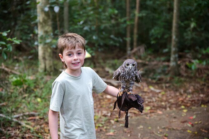 Buderim Forest Flight Owl Encounter and Tour - Practical Details and Booking