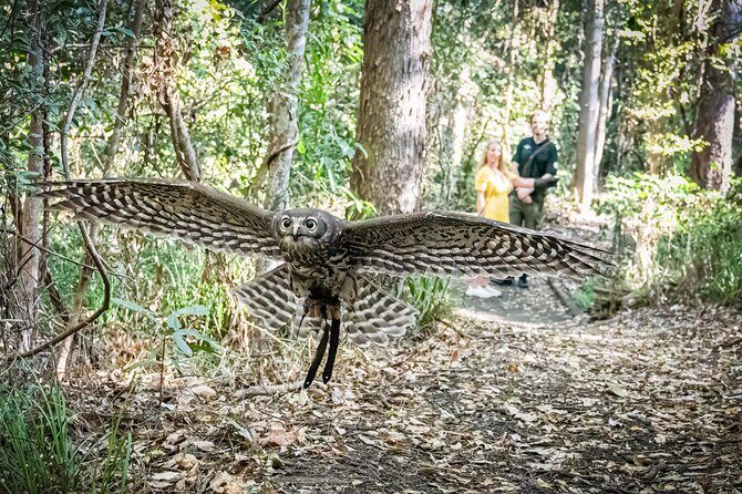 Buderim Forest Flight Owl Encounter and Tour - Authentic Feedback