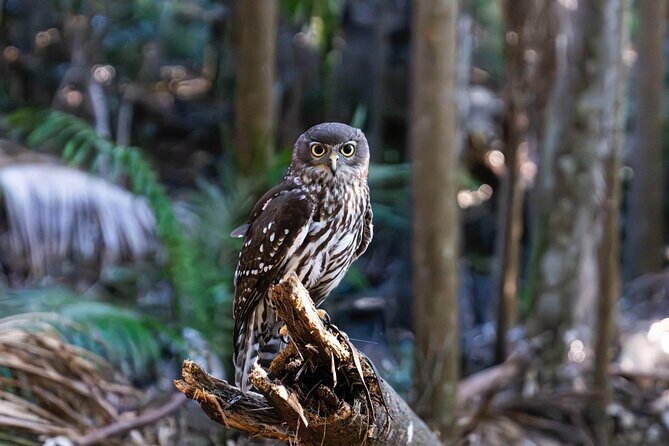 Buderim Forest Flight Owl Encounter and Tour - Who Will Love This Tour?