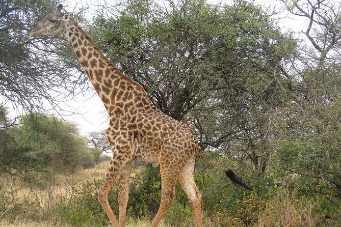 Budget 5 Days Marangu route Kilimanjaro Climbing Group join Tour - Final Thoughts: Who Should Consider This Tour?