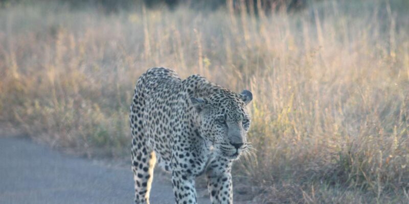 Budget Kruger & Panorama All-Inclusive Safari from Joburg - Pricing and Value