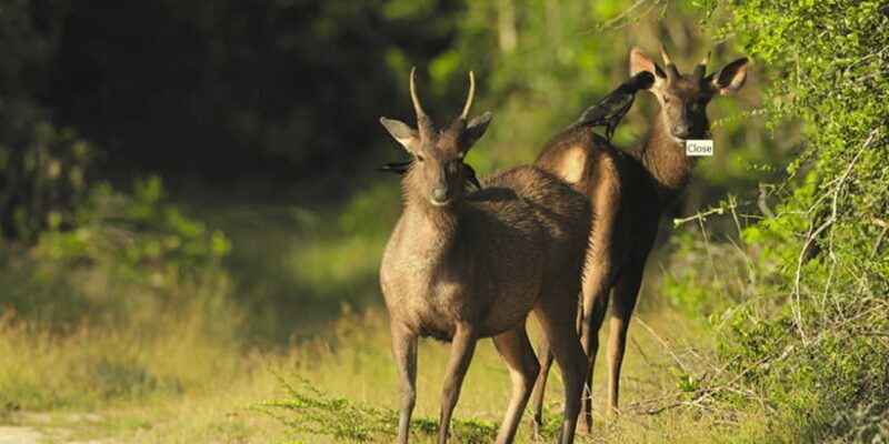 Budget Safari to Wilpaththu National Park from Anuradhapura - The Cost and Whats Not Included