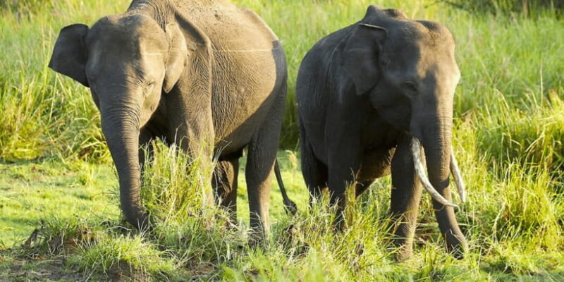 Budget Safari to Wilpaththu National Park from Anuradhapura - Who Will Benefit Most From This Tour?