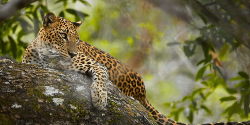 Budget Safari to Wilpaththu National Park from Anuradhapura - The Sum Up