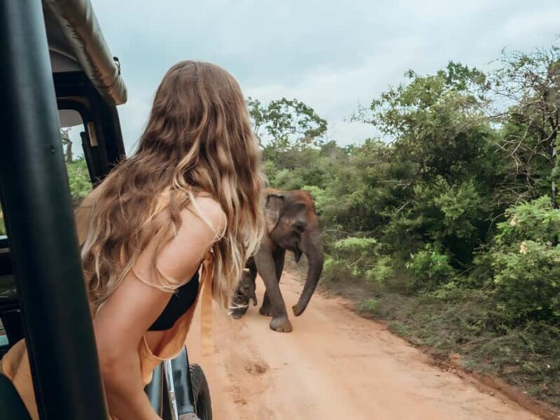 Budget Yala Safari: 1-Night Hostel Stay & Meals Included - Key Points