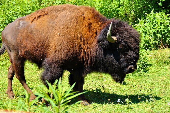 Buffalo Creek Ranch Tour Experience - Why This Tour Offers Value