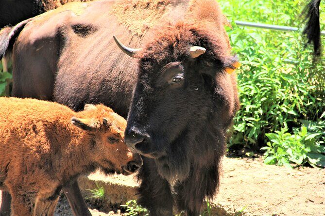Buffalo Creek Ranch Tour Experience - FAQ: Your Questions About Buffalo Creek Ranch Tour