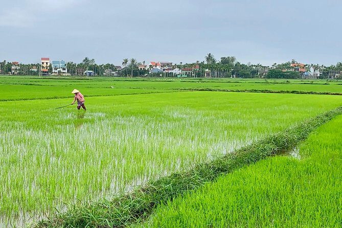 Buffalo Riding, Basket Boat Tour And Cooking Class - What You’ll Gain from This Tour