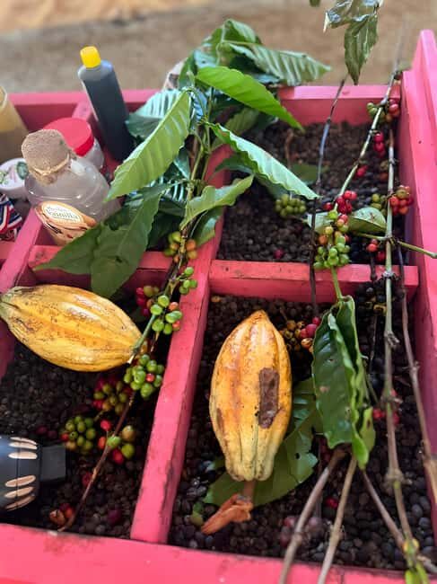 Buggy Tour in Punta Cana: Mamajuana - Coffee - Swimming in Cenote and Macao Beach - Key Points