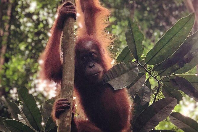 Bukit Lawang Full Day Jungle Trek - The Journey Begins: What to Expect