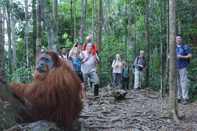 Bukit Lawang Full Day Jungle Trek - The Sum Up