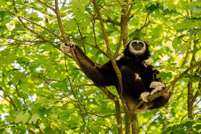 Bukit Lawang Full Day Jungle Trek - FAQ