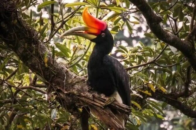 Bukit Lawang Jungle Trek Sumatran Safari - Introduction to Bukit Lawang Jungle Trek Sumatran Safari