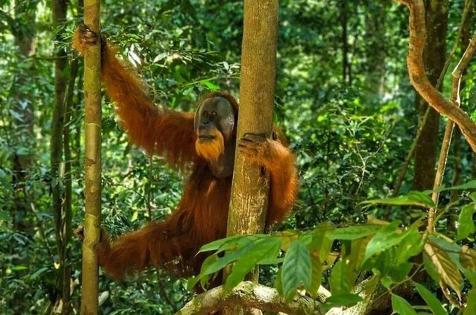Bukit Lawang Jungle Trek Sumatran Safari - Practical Considerations