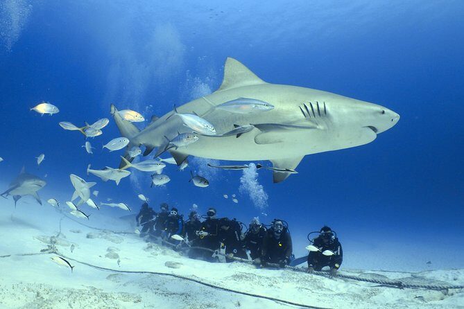 Bull Shark Extreme - 1tank /Only for Certified Divers - Key Points