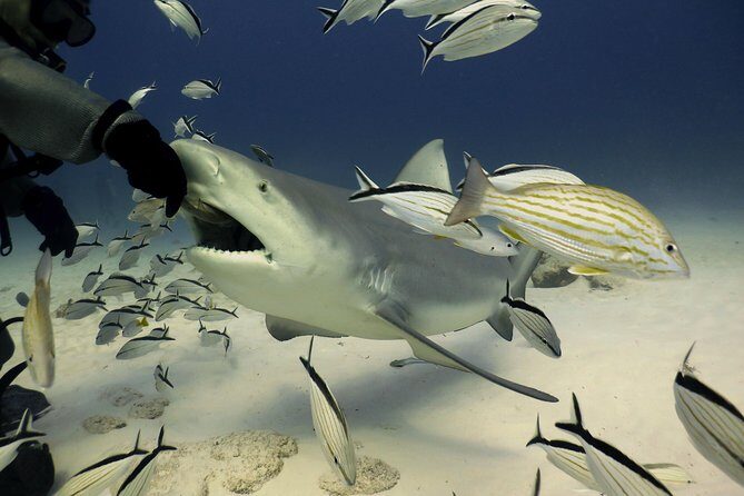 Bull Shark Extreme - 1tank /Only for Certified Divers - What Is the Bull Shark Extreme Experience?