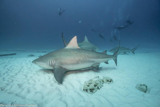 Bull Shark Extreme - 1tank /Only for Certified Divers - What You’ll Experience Underwater