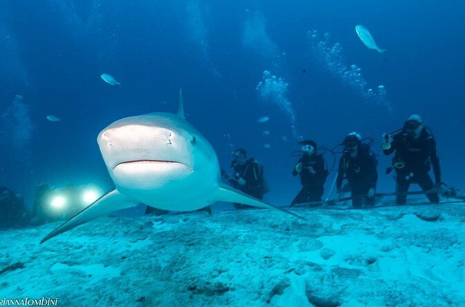 Bull Shark Extreme - 1tank /Only for Certified Divers - The Significance of Supporting Conservation