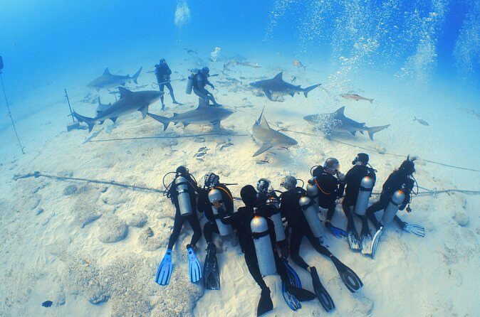 Bull Shark Extreme - 1tank /Only for Certified Divers - Pricing and Value