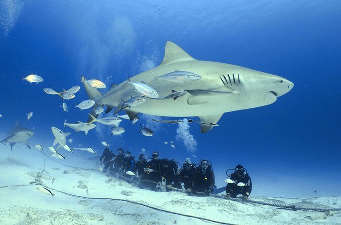 Bull Shark Extreme - 1tank /Only for Certified Divers - What’s Not Included