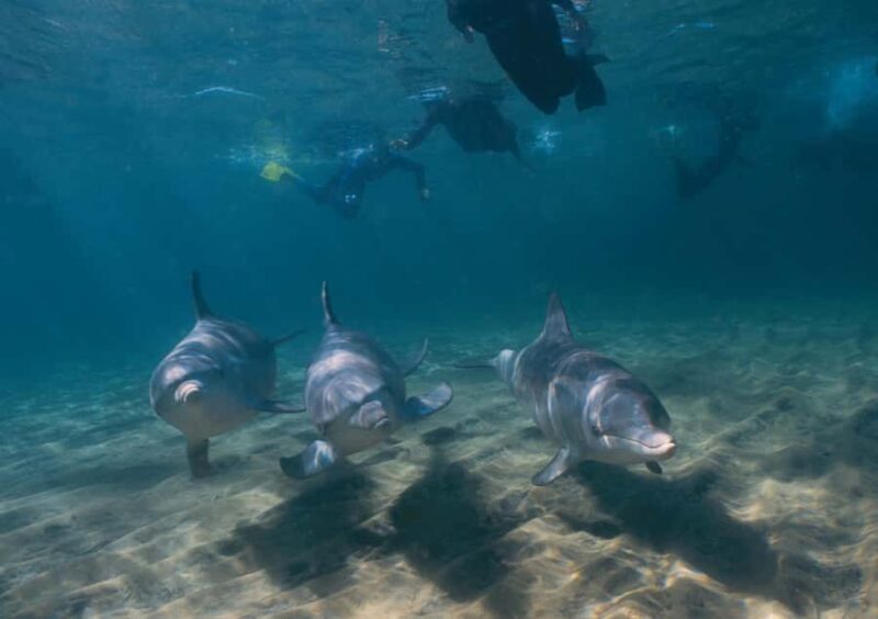 Bunbury: Swim with Dolphins Tour - A Closer Look at the Experience