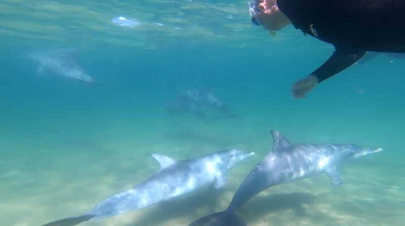 Bunbury: Swim with Dolphins Tour - The Itinerary Breakdown