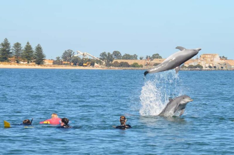 Bunbury: Swim with Dolphins Tour - Who Should Consider This Tour?